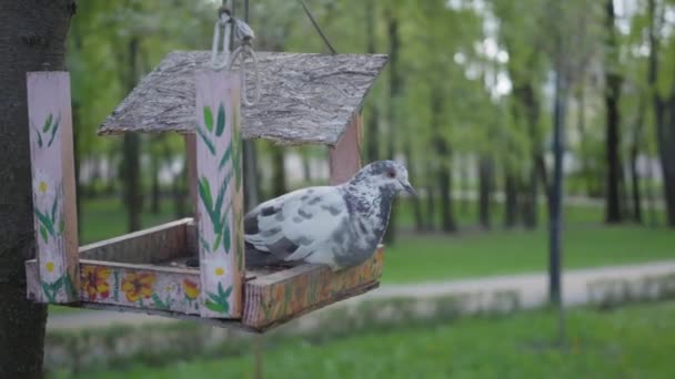 Περιστέρι Κάθεται Μια Σπασμένη Ταΐστρα Πουλιών Στο Πάρκο Πουλί Έχουν — Αρχείο Βίντεο