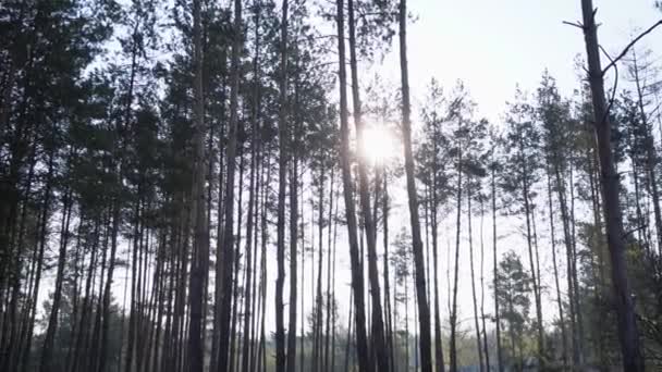 Foresta Con Pini Video Luce Del Sole Cielo — Video Stock