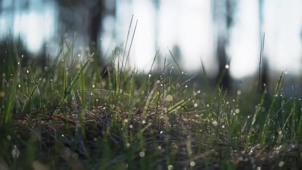 Beautiful Water Drops Green Grass Video — Stock Video