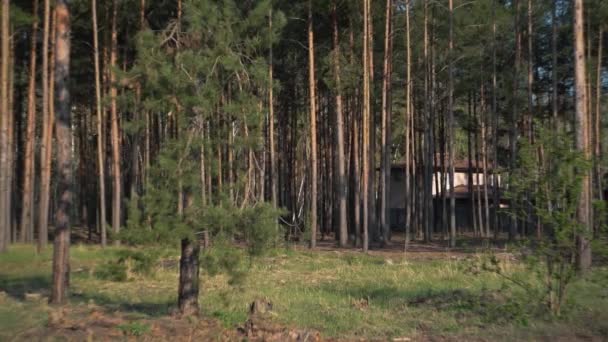 Floresta Verde Pinheiro Vídeo — Vídeo de Stock