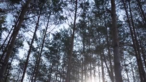 Forêt avec des pins et la lumière du soleil dans le ciel, vidéo  
