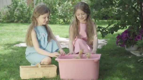 Vreugdevolle tweelingzusjes praten en bewonderen eendjes baden in roze emmer buiten. Portret van brunette Kaukasische broers en zussen die op zonnige zomerdag voor dieren zorgen. Lifestyle, kindertijd, vrije tijd — Stockvideo