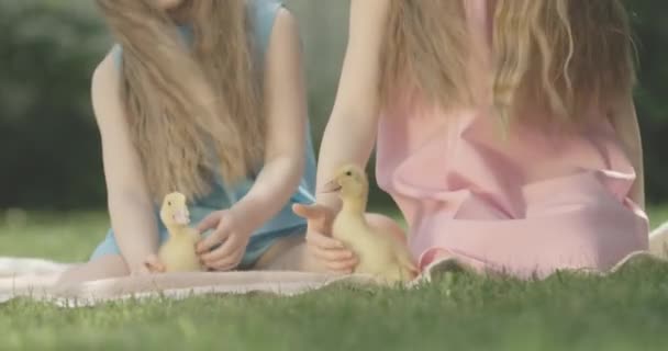 Αγνώριστα παιδιά χαϊδεύουν πάπιες σε ηλιόλουστη καλοκαιρινή μέρα στο ύπαιθρο. Καστανά κατσαρομάλλικα καυκάσια κορίτσια που παίζουν με πουλιά στο πράσινο λιβάδι και κάθονται πάνω σε κουβέρτα. Κινηματογράφος 4k ProRes HQ. — Αρχείο Βίντεο