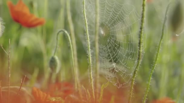 Spiderweb on green grass leaves in sunlight. Close-up detail on the field of poppies on sunny summer day outdoors.