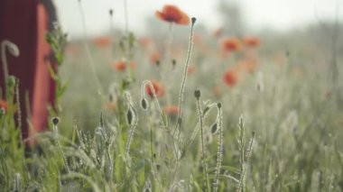 Haşhaş tarlasında yürüyen bulanık genç bir kadın. Tanımlanamayan ince beyaz kadın güneşli yaz çayırlarında geziniyor..