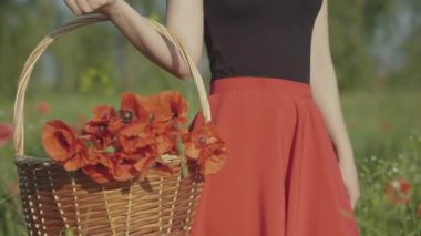 Güneşli çayırlarda elinde bir sepet çiçekle yürüyen tanınmamış genç bir kadın. İnce, kaygısız, beyaz kadın gelincik buketi toplamak için tarlada dolaşıyor..