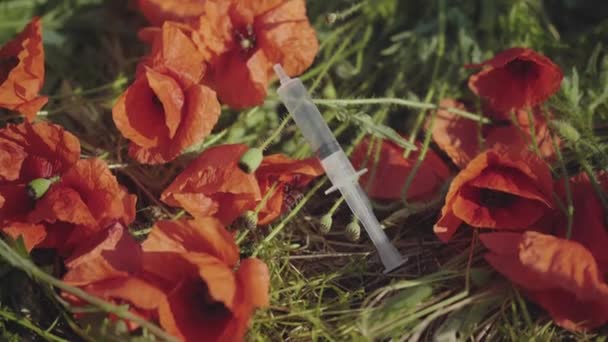 Female hand taking used syringe from field of poppies. Unrecognizable volunteer cleaning flower field. Woman taking care of people having rest outdoors. — Stock Video