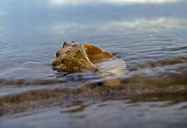 Deniz kabuklarıyla kumsaldaki kumu kapatın. Kumsalda deniz kabukları, seçici bir odak noktası. Sahil arkaplanı
