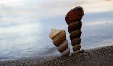 Deniz kabuklarıyla kumsaldaki kumu kapatın. Kumsalda deniz kabukları, seçici bir odak noktası. Sahil arkaplanı