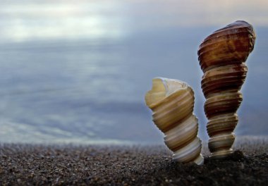 Deniz kabuklarıyla kumsaldaki kumu kapatın. Kumsalda deniz kabukları, seçici bir odak noktası. Sahil arkaplanı