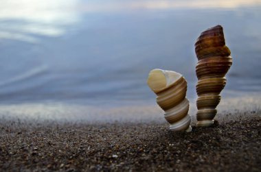 Deniz kabuklarıyla kumsaldaki kumu kapatın. Kumsalda deniz kabukları, seçici bir odak noktası. Sahil arkaplanı