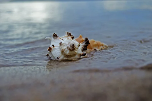 Close Beach Sand Sea Shells Conch Shells Beach Selective Focus — Stock Photo, Image