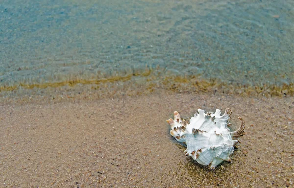 用贝壳把海滩上的沙子填平 海螺在海滩上 有选择的焦点 海岸背景 — 图库照片