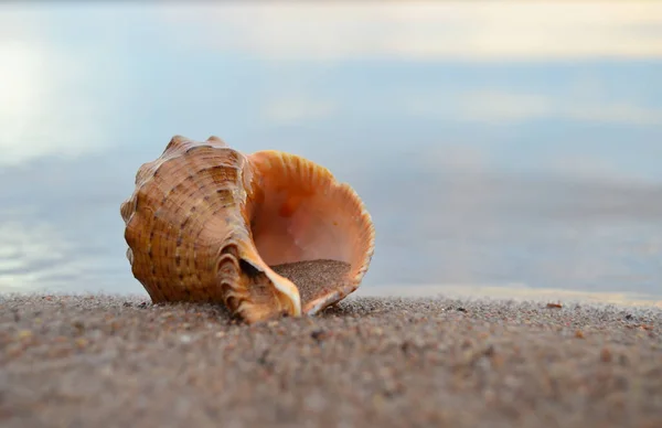 Nahaufnahme Von Sand Strand Mit Muscheln Muscheln Strand Selektiver Fokus Stockbild