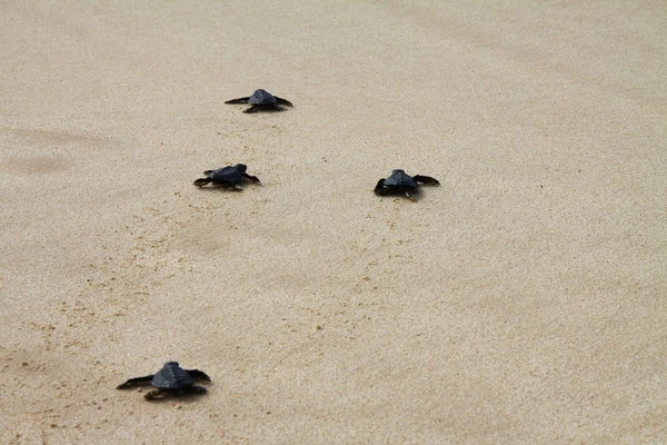 Tortuga Marina Eclosionada Dejando Huellas Arena Mojada Camino Hacia Océano — Foto de Stock