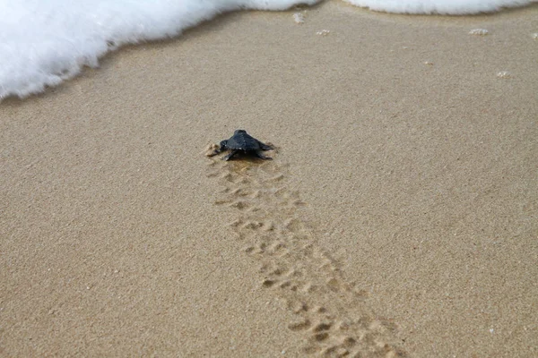 Tortuga Marina Eclosionada Dejando Huellas Arena Mojada Camino Hacia Océano — Foto de Stock