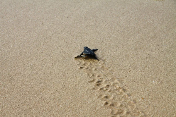 Hatched Sea Turtle Leaving Footprints Wet Sand Way Ocean — Stock Photo, Image