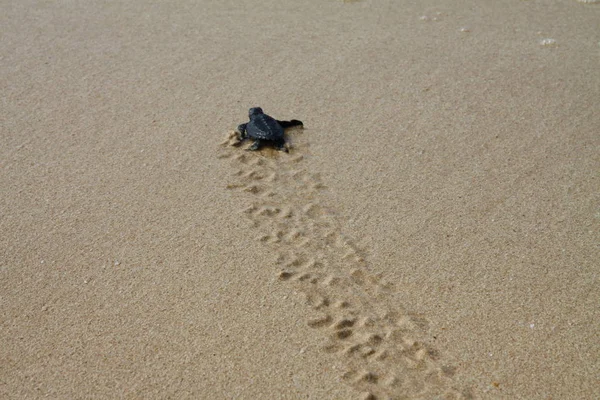 Ausgeschlüpfte Meeresschildkröte Hinterlässt Spuren Nassen Sand Auf Ihrem Weg Ins Stockbild