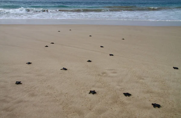 Gearceerde Zeeschildpad Voetafdrukken Verlaten Het Natte Zand Zijn Manier Oceaan Rechtenvrije Stockfoto's