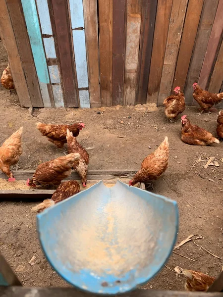 the blue rail to feeding hen at farm.jpg