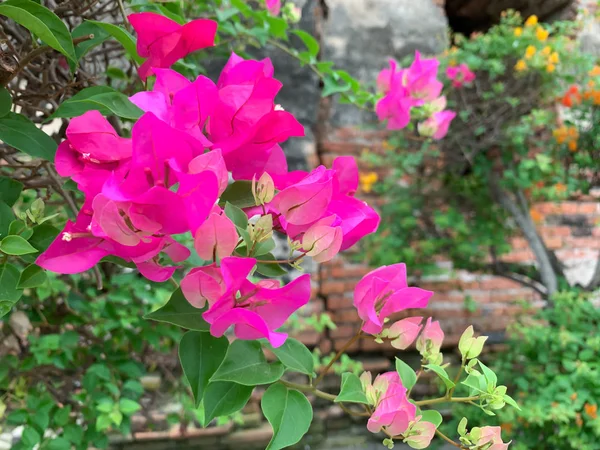 Розовые бугаинвиллеи и зеленые листья на фоне — стоковое фото