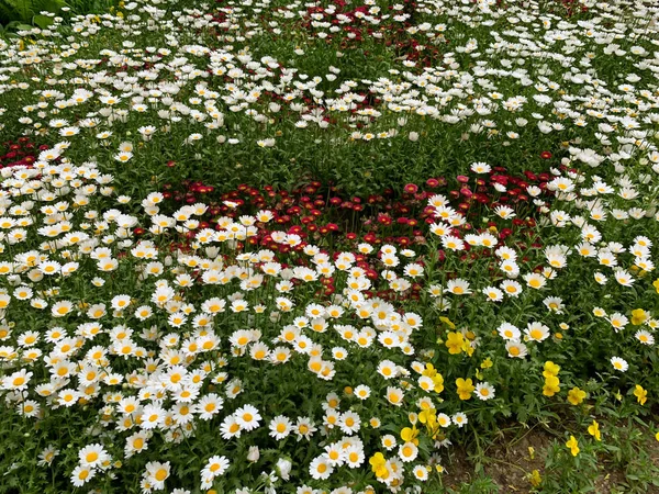 Pequeña flor en el parque para el fondo —  Fotos de Stock