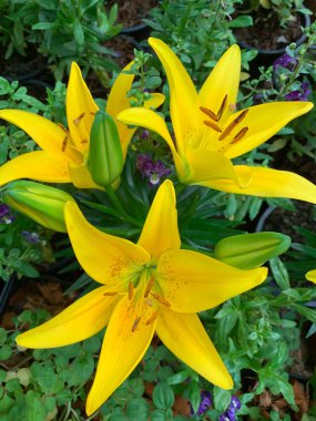 yeşil arka plan üzerinde taze sarı Lilly