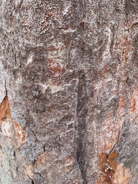 doku arka planı için eski ağaç gövdesi 