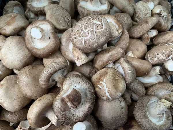 close up shiitake mushroom selling in the market display