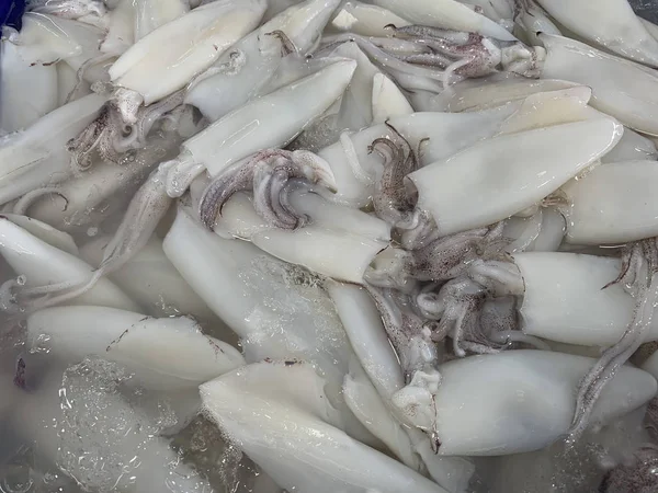 新鲜鱿鱼与冰出售 — 图库照片