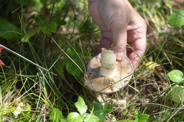 Man Cuts Mushroom Beauty Moss — Stock Photo, Image