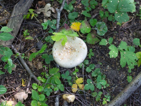 Mushroom Forest Summer — Stock Photo, Image
