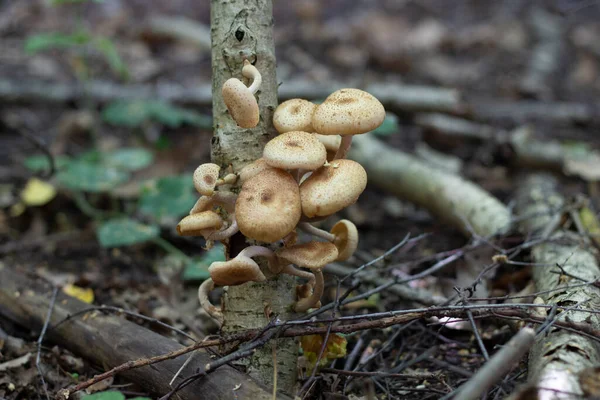 Cogumelo Floresta Verão — Fotografia de Stock