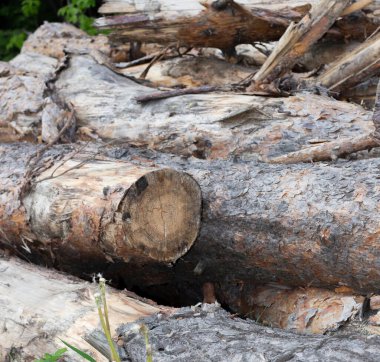 Ağaçlar Kesildi ve Ormana Yığıldı