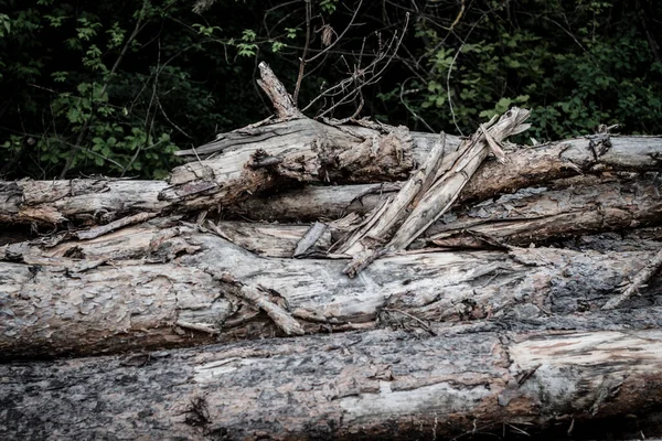 Δέντρα Κομμένα Και Στοιβαγμένα Στο Δάσος — Φωτογραφία Αρχείου