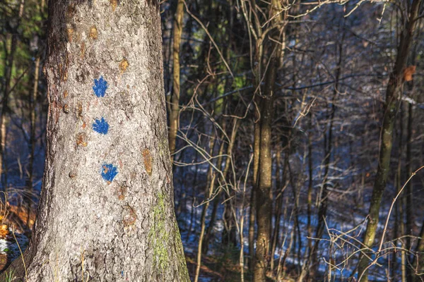 The first snow in a city forest park.Tree footprints