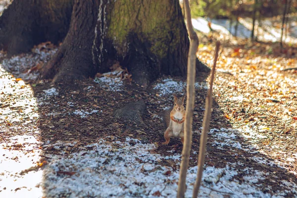 Wildtier Wald Eichhörnchen Winterwald — Stockfoto