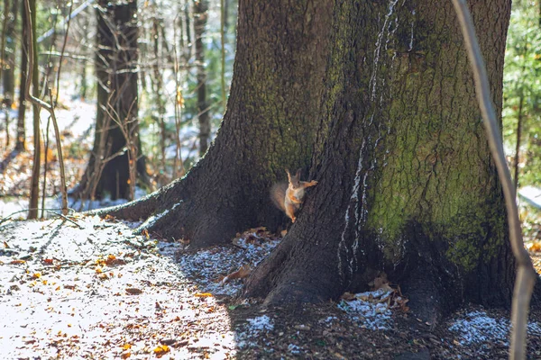 Forest wild animals. Forest rodent squirrel