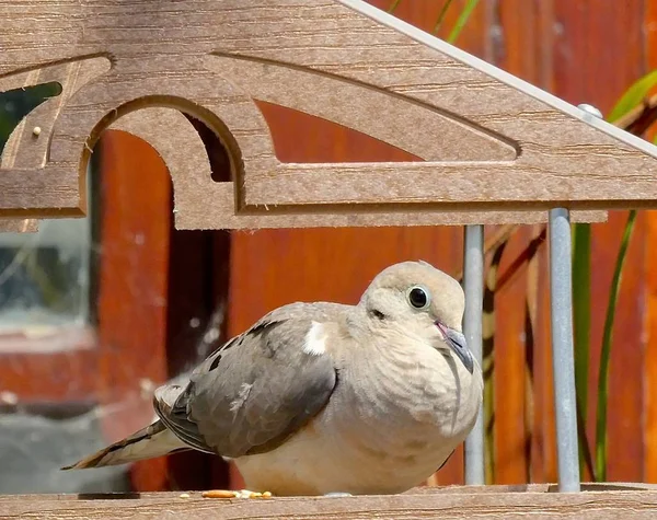 Lone Dove Kijkt Uit Van Veiligheid Van Bird Feeder Chalet — Stockfoto