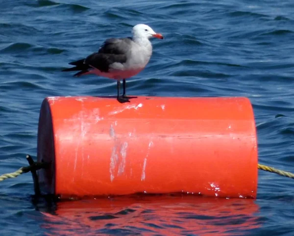 Lone Seagull เพล ดเพล นไปก วของเขาใน Red Buoy ในอ — ภาพถ่ายสต็อก