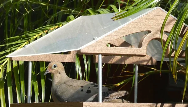 Lone Dove Feels Safe Under the Roof of the Bird Feeder \