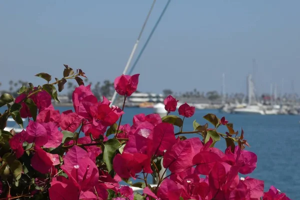 Piękny Bougainvillea Wzdłuż Przystani Letni Dzień — Zdjęcie stockowe