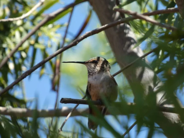 Schöner Kolibri Der Einem Sommertag Ruht — Stockfoto