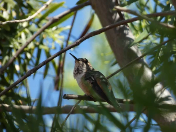 Schöner Kolibri Der Einem Sommertag Ruht — Stockfoto