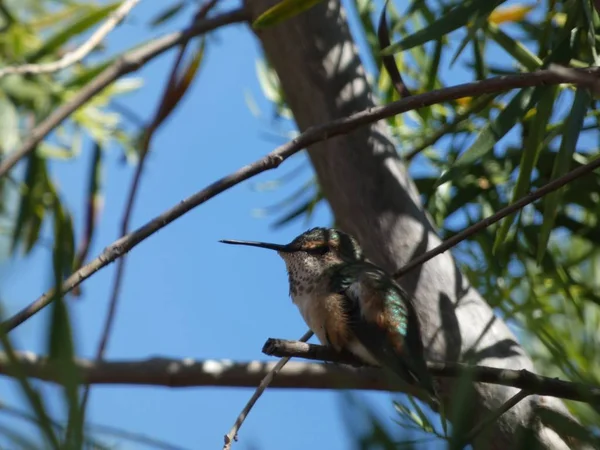 Bonito Hummingbird Descansando Dia Verão — Fotografia de Stock