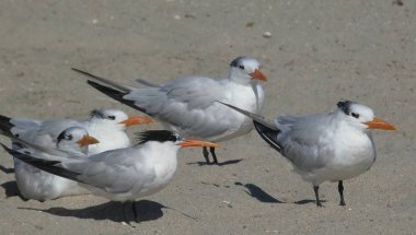 Sahilde Günün Tadını Çıkaran Ortak Terns