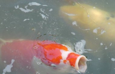 Güzel Koi Balık Koi Pond Öğle Yemeği Zevk