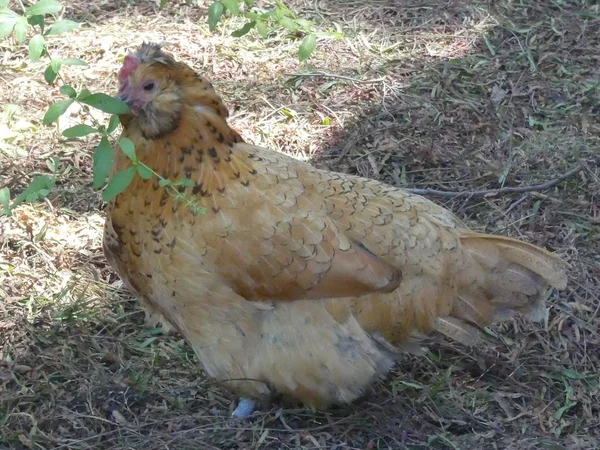 Pollos Coloridos Disfrutando Día Verano — Foto de Stock