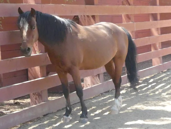 Hermoso Caballo Sombra Día Caluroso Verano — Foto de Stock