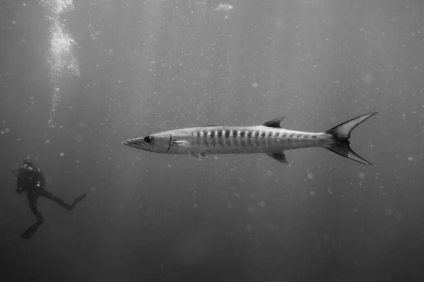 Barracuda Submarinista Bajo Agua — Foto de Stock
